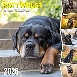 Rottweiler 2026 Calendar: Loyal protectors shown in strong and sweet poses