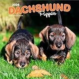 Dachshund Puppies | 2026 12 x 24 Inch (Hanging) Monthly Square Wall Calendar | Plastic-Free | BrownTrout | Animals Dog Breeds Puppy