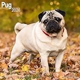 Pug 2026 Calendar | Square Wall Calendar | Dog Breed Gift | Plastic Free Packaging | by Avonside Publishing