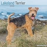 Lakeland Terrier 2026 Calendar | Square Wall Calendar | Dog Breed Gift | Plastic Free Packaging | by Avonside Publishing