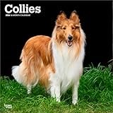 Collies | 2026 12 x 24 Inch (Hanging) Monthly Square Wall Calendar | Plastic-Free | BrownTrout | Animals Dog Breeds