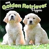 Golden Retriever Puppies | 2026 12 x 24 Inch (Hanging) Monthly Square Wall Calendar | Plastic-Free | BrownTrout | Animals Dog Breeds Puppy