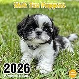 Shih Tzu Puppies 2026 Calendar: Adorable Shih Tzu pups to brighten your year