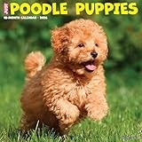 Poodle Standard calendar thumbnail