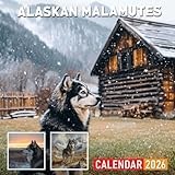 Alaskan Malamutes Calendar 2026: A Year with This Arctic Working Dog Breed
