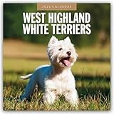 West Highland White Terriers 2026 Square Wall Calendar