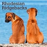 Rhodesian Ridgeback calendar thumbnail
