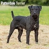 Patterdale Terrier 2026 Calendar | Square MONDAY START GRID Wall Calendar | Dog Breed Gift | Plastic Free Packaging | by Avonside Publishing
