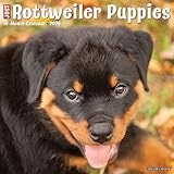 Rottweiler Puppies 2026 12 X 12 Wall Calendar