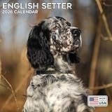 English Setter calendar thumbnail