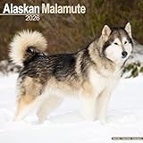 Alaskan Malamute calendar thumbnail