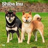 Shiba Inu | 2026 12 x 24 Inch (Hanging) Monthly Square Wall Calendar | Plastic-Free | BrownTrout | Animals Asian Dog Breeds