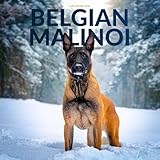 Belgian Malinois Dog 2026 Calendar: Loyal Guardians and Intelligent Companions