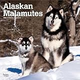 Alaskan Malamutes | 2026 12 x 24 Inch (Hanging) Monthly Square Wall Calendar | Plastic-Free | BrownTrout | Animals Dog Breeds