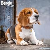 Beagle 2026 Calendar | Square Wall Calendar | Dog Breed Gift | Plastic Free Packaging | by Avonside Publishing