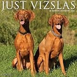 Vizslas 2026 12 X 12 Wall Calendar