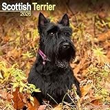 Scottish Terrier 2026 Calendar | Square Wall Calendar | Dog Breed Gift | Plastic Free Packaging | by Avonside Publishing