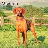Vizslas | 2026 12 x 24 Inch (Hanging) Monthly Square Wall Calendar | Plastic-Free | BrownTrout | Animals Dog Breeds