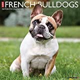 French Bulldog Puppies and Dogs for sale near you