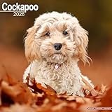 Cockapoo 2026 Calendar | Square Wall Calendar | Dog Breed Gift | Plastic Free Packaging | by Avonside Publishing