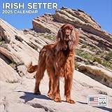 Irish Setter calendar thumbnail