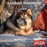 Alaskan Malamute Calendar 2026: Powerful and Loyal Malamutes in Action Shots