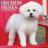 Bichon Frises 2026 Wall Calendar