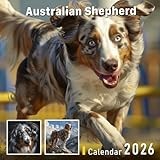 Australian Shepherd Calendar 2026: Loyal Herding Companions in Action and Rest