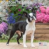 2026 Boston Terrier Calendar - Dog Breed Wall Calendar - 12 x 24 Open - Thick No-Bleed Paper - 14 Month Planner Calendar Organizing & Planning
