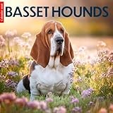 Basset Hound 2026 Calendar: Adorable Basset Hounds in Beautiful Photography – A Year of Loyalty and Long-Eared Charm