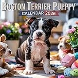 Boston Terrier Puppy Calendar 2026: 12 months of dogs: from January to December 2026 | The ideal gift for both planning, organization and dogs