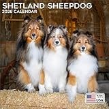 2026 Shetland Sheepdog Calendar - Dog Breed Wall Calendar - 12 x 24 Open - Thick No-Bleed Paper - 14 Month Planner Calendar Organizing & Planning