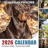 Doberman Pinscher Calendar 2026: Noble guardians showcasing strength and loyalty through months | Kalender Calendario Calendrier