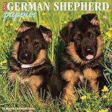 German Shepherd Puppies 2026 12 X 12 Wall Calendar