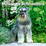 Miniature Schnauzers | 2026 12 x 24 Inch (Hanging) Monthly Square Wall Calendar | Plastic-Free | BrownTrout | Animals Small Dog Breeds