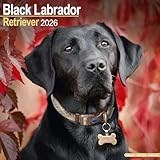 Black Labrador Retriever 2026 Calendar | Square Wall Calendar | Dog Breed Gift | Plastic Free Packaging | by Avonside Publishing