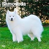 Samoyeds | 2026 12 x 24 Inch (Hanging) Monthly Square Wall Calendar | Plastic-Free | BrownTrout | Animals Dog Breeds