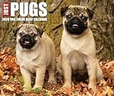 Just Pugs 2026 Box Calendar