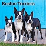 Boston Terriers | 2026 12 x 24 Inch (Hanging) Monthly Square Wall Calendar | Plastic-Free | BrownTrout | Animals Dog Breeds