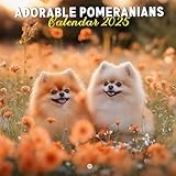 Pomeranian calendar thumbnail