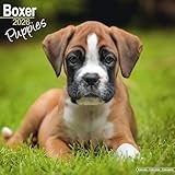 Boxer Puppies 2026 Calendar | Square Wall Calendar | Dog Breed Gift | Plastic Free Packaging | by Avonside Publishing
