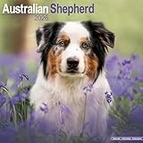 Australian Shepherd 2026 Calendar | Square Wall Calendar | Dog Breed Gift | Plastic Free Packaging | by Avonside Publishing