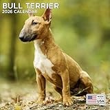 Bull Terrier calendar thumbnail