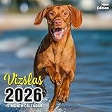 Vizslas 2026 Calendar: Energetic Hungarian pointers in action and in rest