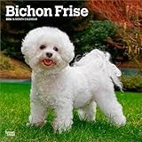 Bichon Frise | 2026 12 x 24 Inch (Hanging) Monthly Square Wall Calendar | Plastic-Free | BrownTrout | Animals Dog Breeds