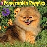Pomeranian Puppies 2026 12" x 12" Wall Calendar