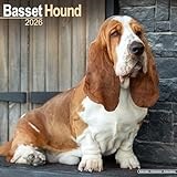 Basset Hound 2026 Calendar | Square Wall Calendar | Dog Breed Gift | Plastic Free Packaging | by Avonside Publishing