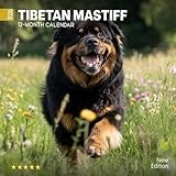 Tibetan Mastiff calendar thumbnail