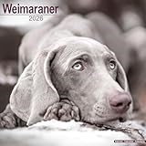 Weimaraner 2026 Calendar | Square Wall Calendar | Dog Breed Gift | Plastic Free Packaging | by Avonside Publishing