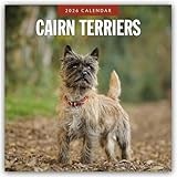 Cairn Terriers 2026 Square Wall Calendar